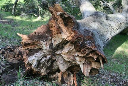 CLO Key Findings Root failure was the most common type of failure for coast live oak (40%).