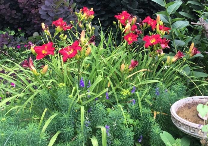 The purple cone flowers always put on a good show and here they are joined by Annabelle hydrangea, morning glories and a yellow Daylily. This red Daylily is really "a looker".