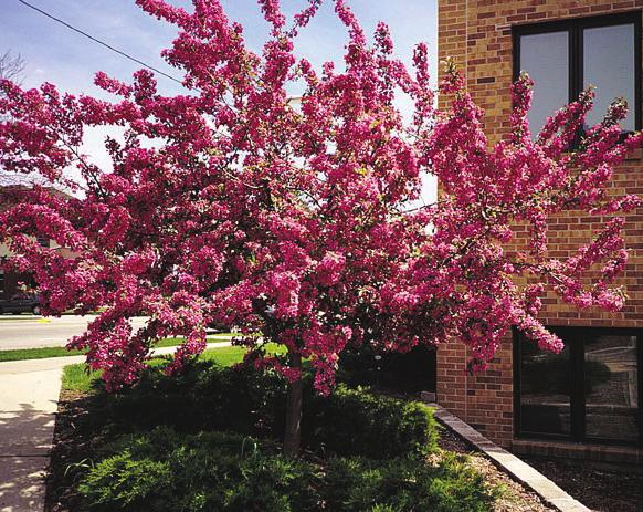 Indian Magic Crabapple (Malus Indian Magic ) A round-headed small tree.