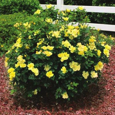 Sunny Knock Out Rose (Rosa x Radsunny ) These fragrant, bright yellow flowers mature to a cream color and are produced continuously and profusely from Spring until Fall.