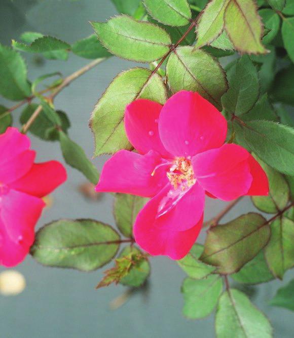 Spread: 4 feet Soils: Adapts to most soil conditions. Red Knock Out Rose (Rosa Radrazz ) A maintenance free rose that continually produces self-cleaning, candy apple red flowers.