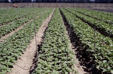 Outdoor production The majority of sunflower production is grown outdoors and direct seeded The use of transplants can