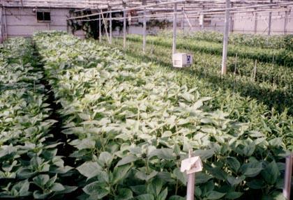 Scheduling Sunbright and Sunbright Supreme flower in response to photoperiod and temperature.