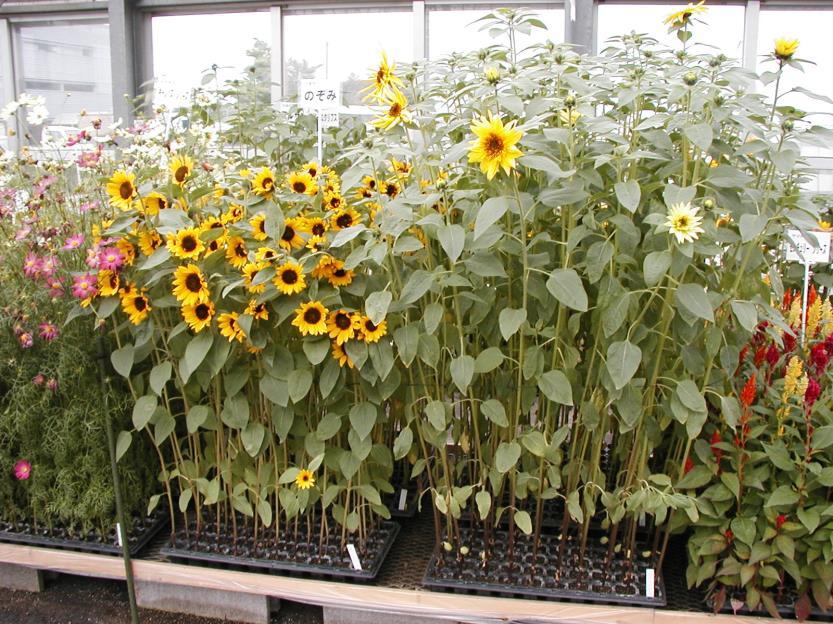 Gerbera sized flowers Sunbright Supreme Sow seeds of Sunbright Supreme directly into 50 cell trays.