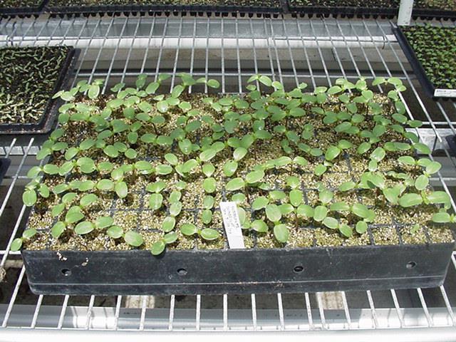Stage Two: Days 7-10 Reduce temperature to 65 F (18 C) and provide high light and good ventilation.