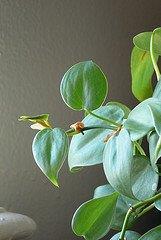 Benefits: Also noted by NASA among the best tyoes of houseplants for removing formaldahyde,