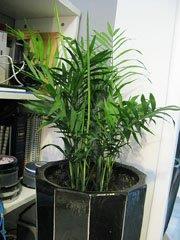 Benefits: General air purifier, especially as it grows larger.