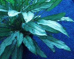 Common Name: Chinese Evergreen Botanical Name: Aglaonema sp.