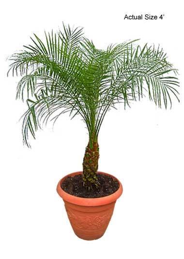 : Pygmy Date Palm Tree Benefits: Said to remove formaldehyde and xylene (a chemical found in plastics and solvents)