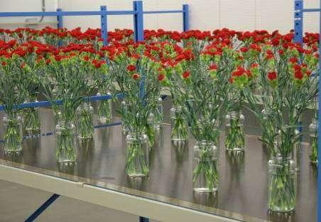 Quality loss cut flowers 4 day shipment, vase life determination under optimal conditions Product Gerbera Rose