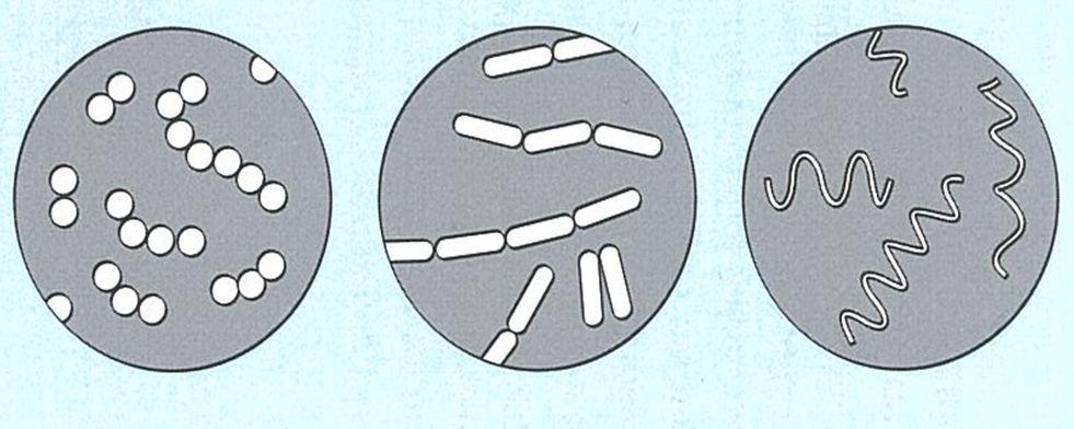 Water Quality & Hygiene Its in the water Bacteria: One celled micro-organisms, that can be found all over: in water, in air, and our surroundings etc. Typical size between 0,2 µm and 50 µm.