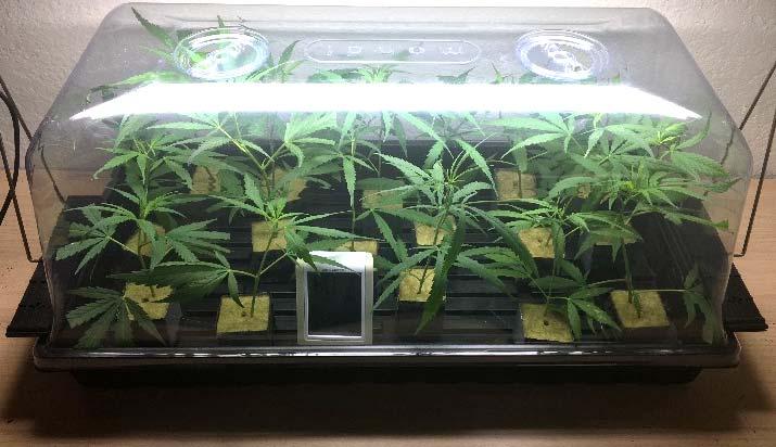 Cannabis: The Plant Two Options for Propagation Cuttings, aka clones : - Cutting taken from mother plant once branching begins to alternate on