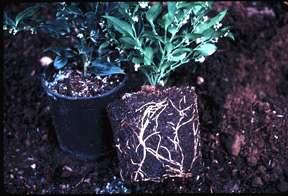 Fig. 4. A good root system on a container-grown plant. Fig. 5. Spreading the root system of a container-grown plant.