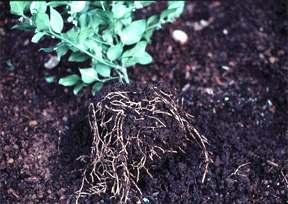 soil line. The planting hole diameter should be dug as described for balled and burlapped plants.