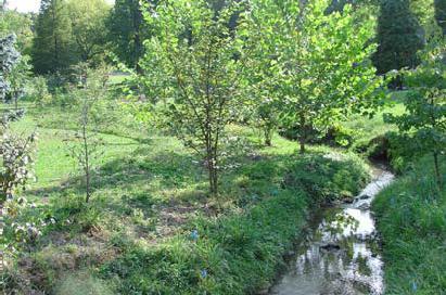 Waterbody Buffers Mix of trees, shrubs, and grasses adjacent to water s