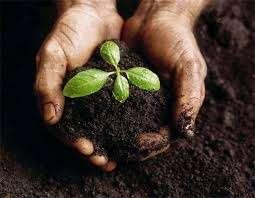 Planting Soil PH range 5.2 to 7.00 Organic matter 1.5 to 4.0% Magnesium 35 lbs. per acre, minimum Phosphorus (P2O5) 75 lbs.