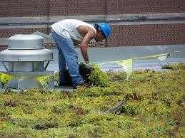 Maintenance of Green Roofs Irrigation Weeding Fertilizing