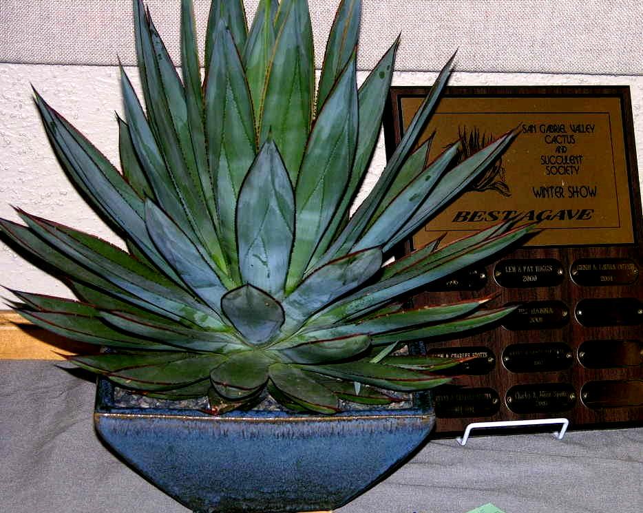 High Points Cacti Open Charles & Joann Spotts High Points Succulents Novice