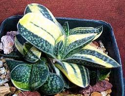 Look for Gasteria Little Warty, a nice white and green species, as well as many of the yellow and green species such as the Japanese hybrid Gasteria shozodan, shown above.