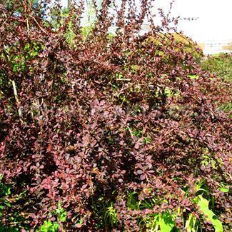 Berberis (Ottawensis Superba). Can be used as a hedge, as ground cover, or as an individual shrub.