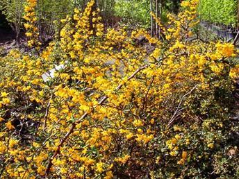 8m tall, allow two plants per metre. Can tolerate partial shade. 1.5-1.8m Berberis (Stenophylla).