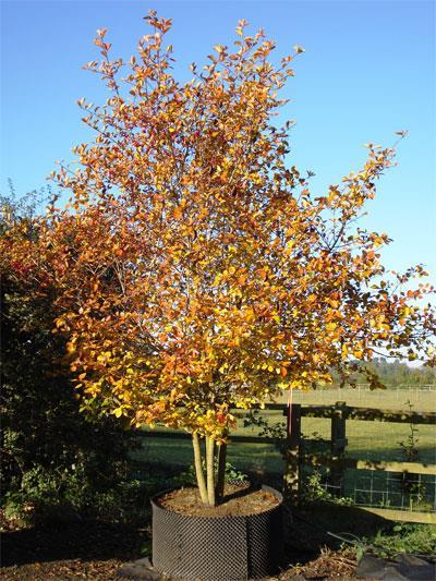 Red haws in Autumn. Plant in staggered row 4 per metre. Prune to required height. Crataegus prunifolia.