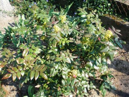 A very hardy, evergreen plant with over 600 species. Has glossy, strong foliage. Dense growth.
