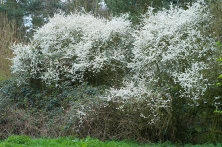 A prickly evergreen shrub with over 70 species. Fragrant, flowering in winter and spring.