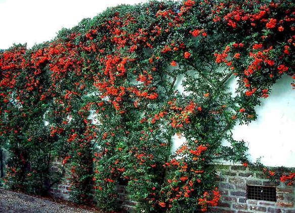 Pyracantha. A vigorous, hardy evergreen reaching height of 2m with 5cm spikes. Has sharp long thorns.