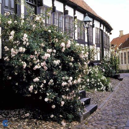 ' A strong and dense growing member of the rose family with bright pink flowers.