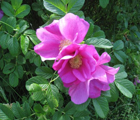 Rosa Rugosa Rubra Crimson. A fragrant old fashioned climbing rose.