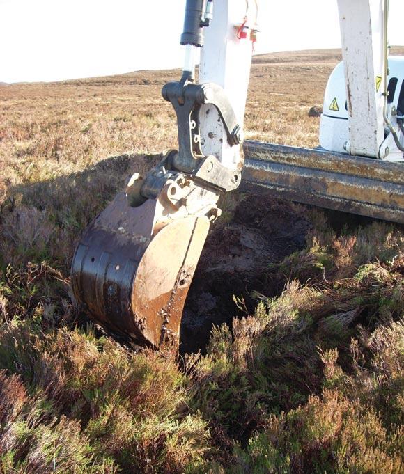 On the Berwyn and South Clwyd Mountains, moorland areas dominated by heather declined by 43% between 1946 and 1984, with forestry plantations accounting for 14% of this loss.