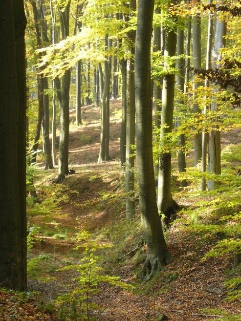 AIM To apply the concept of ecosystem services (ES) to NATURA 2000 sites in the Ore Mountains (Germany / Czech Republic) Introducing a practicable framework (EPPS)