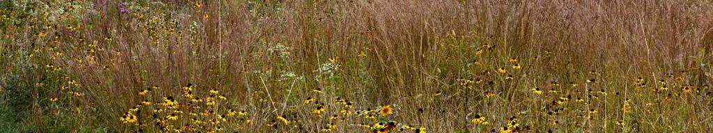 Native Grasses and Sedges for Pollinator Seed Mixes Note: Grasses and sedges should ideally comprise no more than 25% of seed mixes on pollinator sites. COMMON NAME SCIENTIFIC NAME MAX HT.