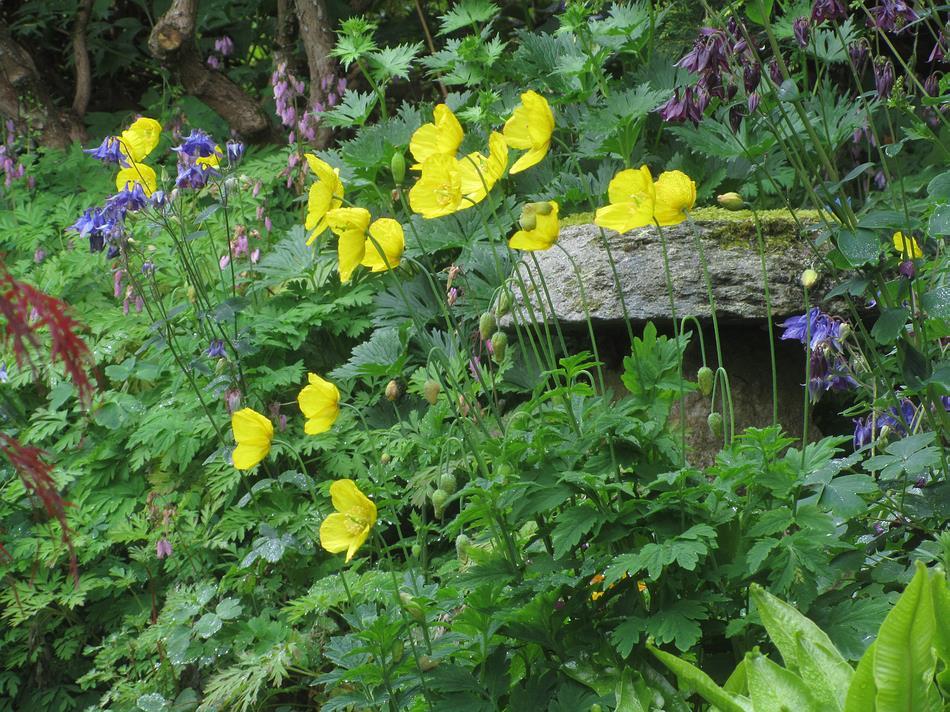 Meconopsis cambrica is among the many plants that seed freely around our garden, whether they are allowed to grow where they seed is our decision.