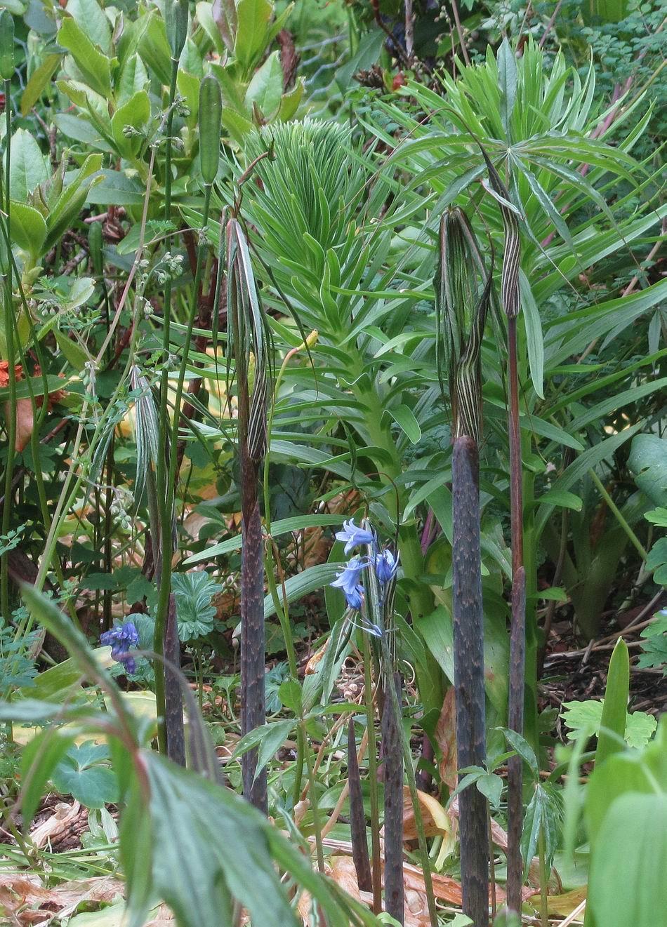 Arisaema ciliatum and lily shoots