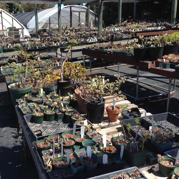 Changes in the Arboretum s Succulent Collection In June of 2016, the Society partnered with the UCSC Arboretum to convene a panel of cactus & succulent specialists to recommend development of the