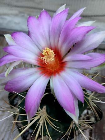 members to share their photographs of blossoms of their cacti & succulents.