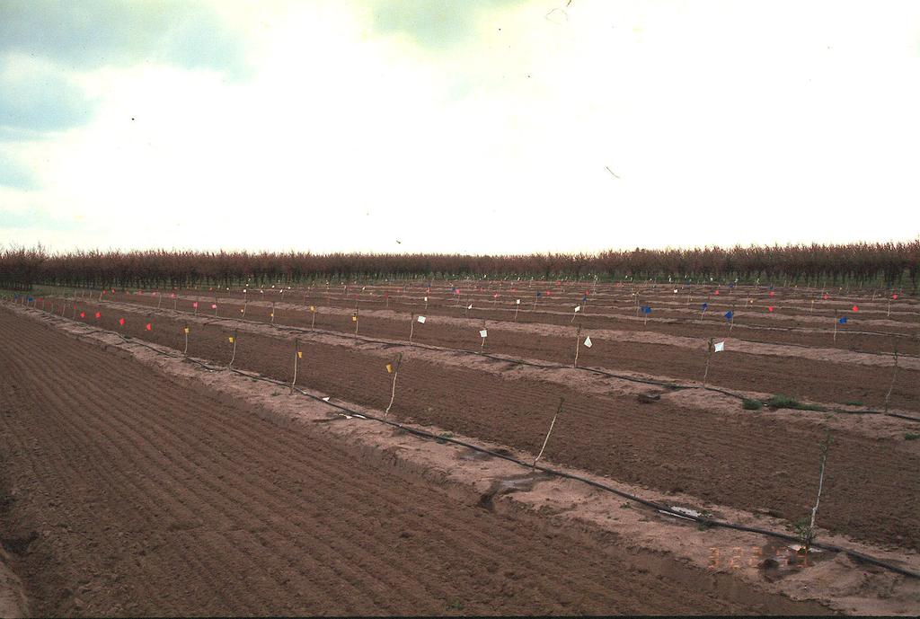Superior Fruit Ranch Rootstock Trial est.