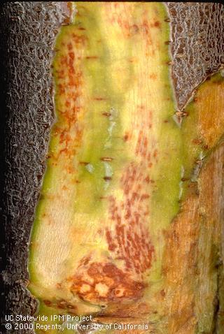 Bacterial Canker: a devastating disease of Prunus spp. Pseudomonas syringae pv.
