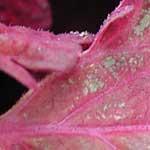 Downy Mildews of Ornamental Plants [1] Downy mildew diseases pose an increasing problem in the horticultural industry causing serious losses in many floricultural and greenhouse crops.