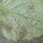 . Downy mildews infect almost all ornamental plants, as well as, some indoor plants.