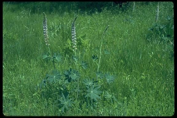 Species (common name, Latin name): Bigleaf Lupine, Lupinus polyphyllus Range North from