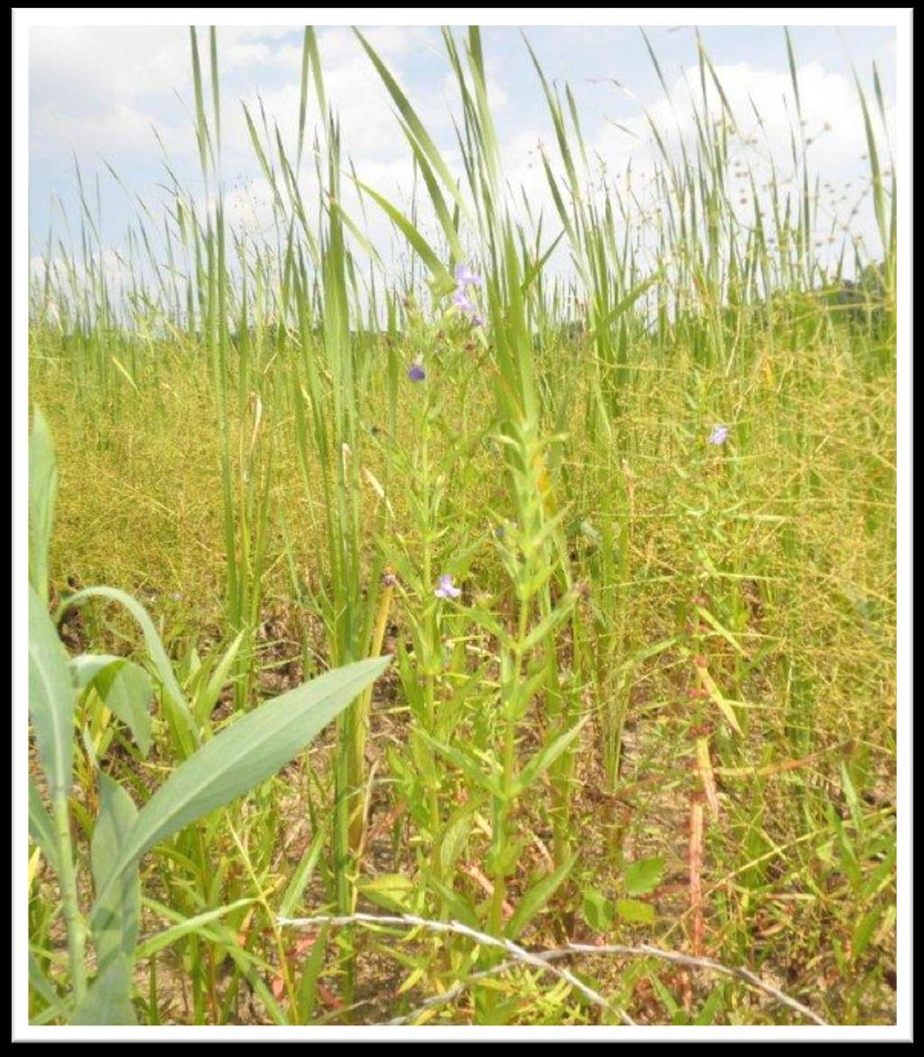 (Virginia Wild Rye) Scirpus acutus (Hardstem Bulrush) Glyceria striata (Fowl Manna Grass) Scirpus valiidus (Softstem Bulrush) Leersia oryzoides (Rice Cut Grass) Panicum virgatum (Switchgrass)