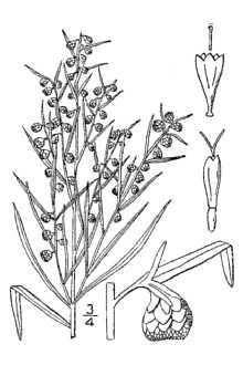 Plant Propagation Protocol for Artemisia dracunculus ESRM 412 Native Plant Production Protocol URL: https://courses.washington.edu/esrm412/protocols/ardr4.