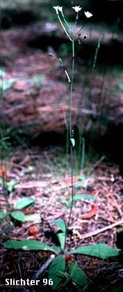 other habitats (6) Chlorocrepis albiflora (Hook.) W.A. Weber Hieracium helleri Gandog. Hieracium siskiyouense M.