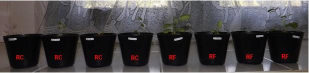 Micropropagation of Rubus chrysophyllus Reinw. ex Miq. Figure 2. The effect of IBA medium on R. chrysophyllus and R. fraxinifolius growth by in vitro culture Figure 3. R. chrysophyllus (RC) and R.