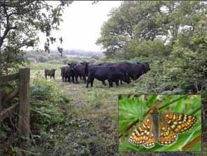Caeau Mynndd Mawr Supplementary Planning Guidance and Marsh Fritillary Project Submitted by Carmarthenshire County Council, Planning Services, Rural Conservation Section Natural Resources Wales