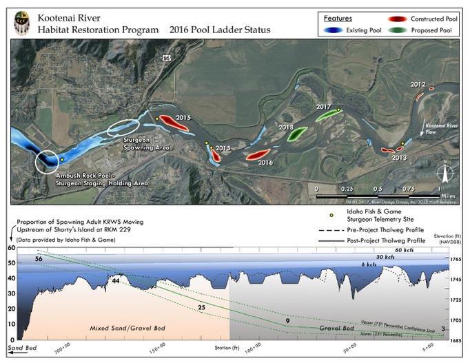 Braided Reach Pool Ladder In 2017 saw more sturgeon moving upstream from Bonners