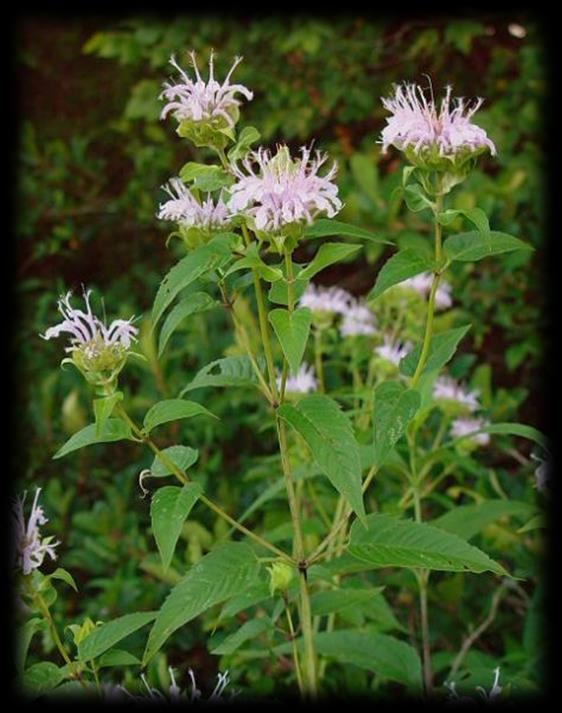 Wildflowers Bergemot (Monarda fistulosa) Soils: Moist to dry Sun Exposure: Sun to part shade Height: 1 3 ft Bloom Time and